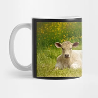 Calf in a  field of butter cups Mug